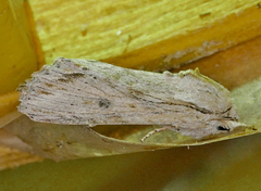 Spodoptera albula
