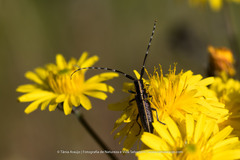 Agapanthia suturalis