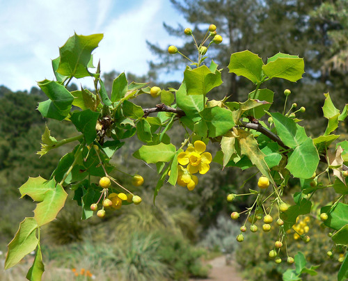Fremont barberry