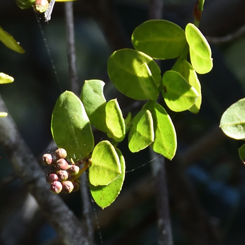 Image of Rhoiacarpos capensis by (c) Andrew Gillespie, some rights reserved (CC BY-SA)