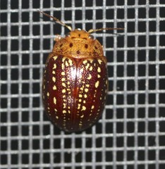 Paropsisterna cernua