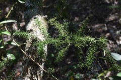 Asparagus densiflorus