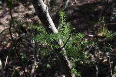 Asparagus densiflorus