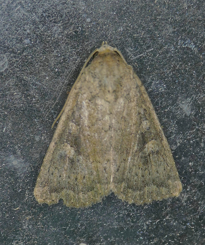 Condica morsa Smith, 1907