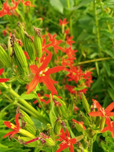 Silene regia