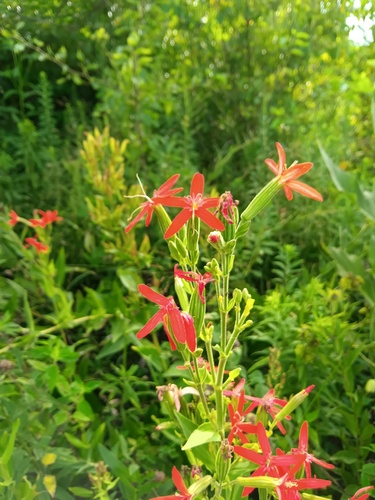 Silene regia