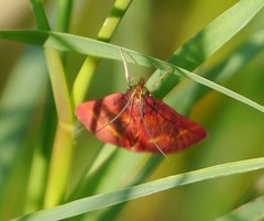 Pyrausta pseuderosnealis