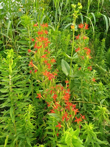 Silene regia