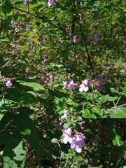 Prostanthera melissifolia