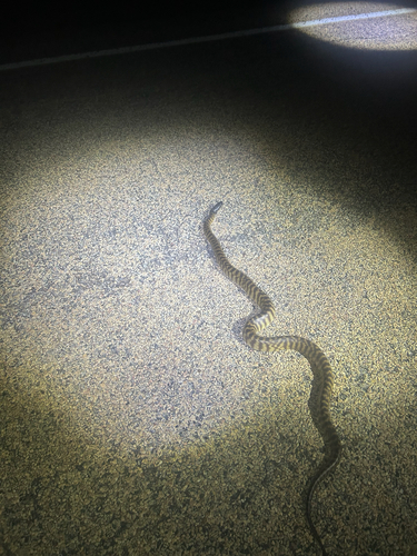 Black-headed Python sighting