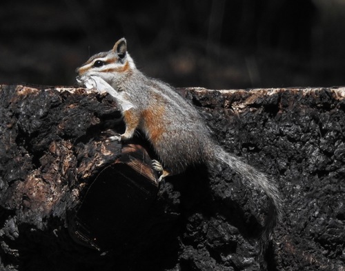 Cliff Chipmunk