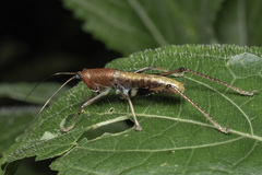 Macroxiphus sumatranus