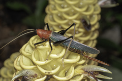 Macroxiphus sumatranus