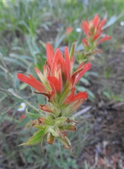Castilleja nelsonii