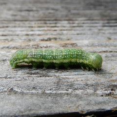 Lithophane antennata