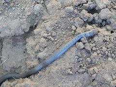 Aparallactus lunulatus