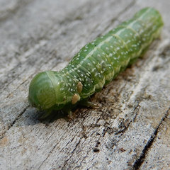 Lithophane antennata