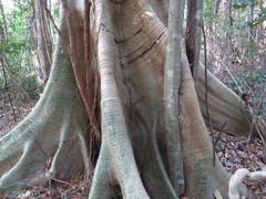 Ficus albipila