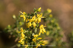 Genista anglica