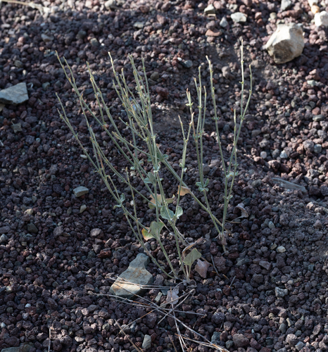 panamint mountain wild buckwheat (Eriogonum panamintense)