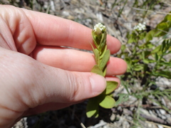 Comandra umbellata umbellata