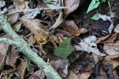 Incilius spiculatus