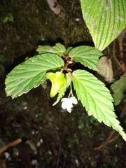 Begonia urticae
