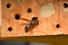Pararrhynchium ornatum sauteri