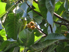 Ficus albipila