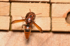 Rhynchium