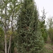 Juniperus oxycedrus badia - Photo (c) Mario Carrasco, μερικά δικαιώματα διατηρούνται (CC BY-NC), uploaded by Mario Carrasco