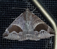 Bastilla solomonensis