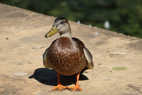 Duck