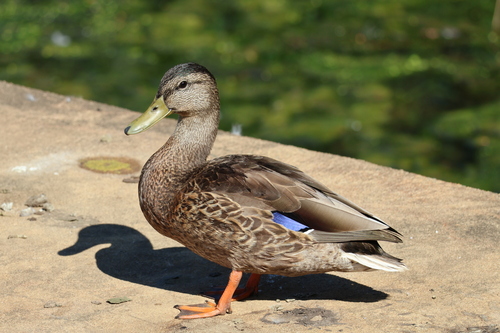 Duck