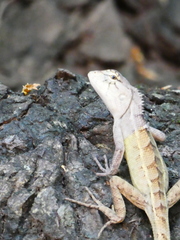 Calotes versicolor