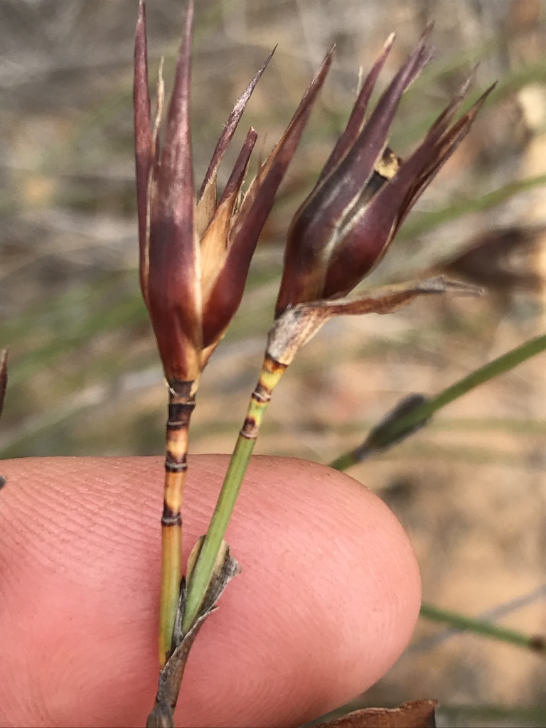 Sonqua Sunreed