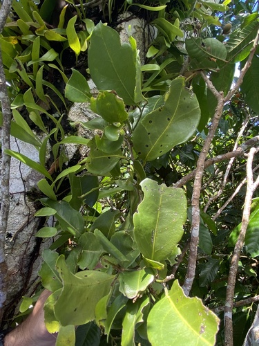 Drypetes dolichocarpa observed 2025-08-13