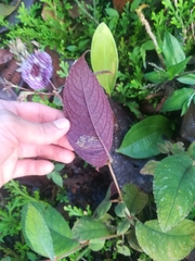 Monopyle paniculata