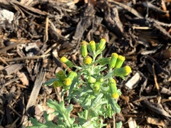 Senecio vulgaris