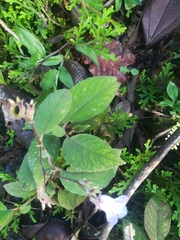 Monopyle paniculata