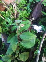 Monopyle paniculata