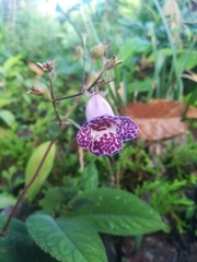 Monopyle paniculata