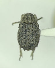 Trox variolatus