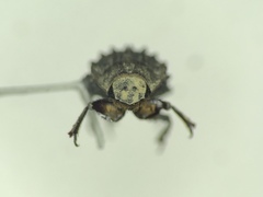 Trox variolatus