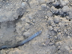 Aparallactus lunulatus