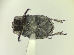 Trox variolatus