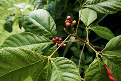 Allophylus racemosus