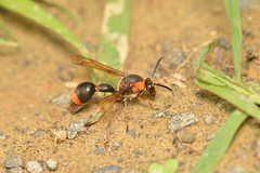 Oreumenes decoratus