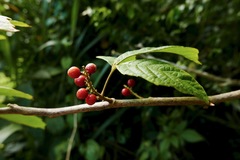 Allophylus racemosus