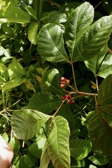 Allophylus racemosus